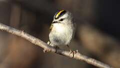 4: Golden-crowned Kinglet 0C3_0325