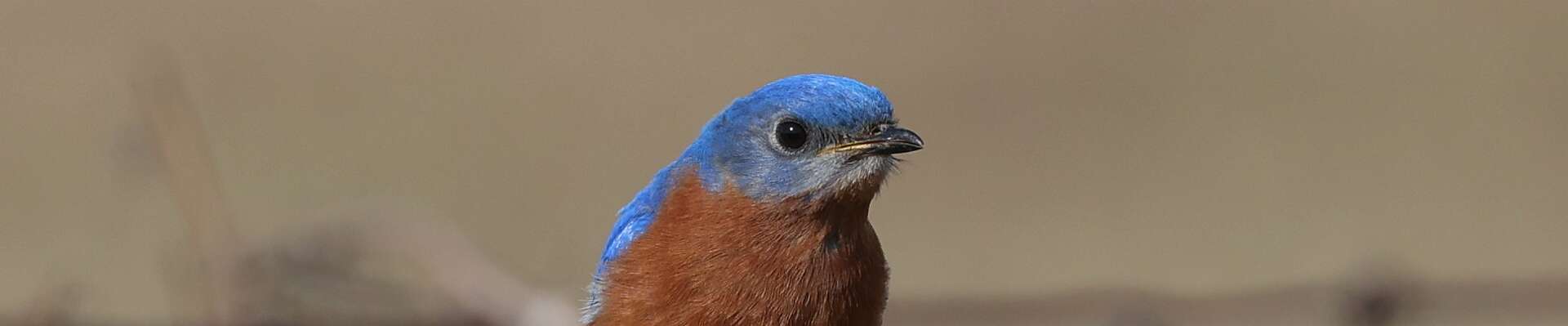 Click to show or hide the buttons