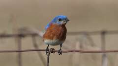 1: Eastern Bluebird 0C3_0247