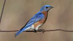 2: Eastern Bluebird 0C3_0274