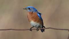 3: Eastern Bluebird 0C3_0283