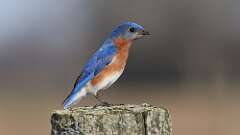 4: Eastern Bluebird 0C3_0382