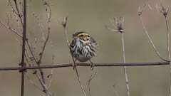 5: Savannah Sparrow 0C3_0019