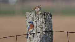 6: Savannah Sparrow and eastern bluebird 0C3_0513