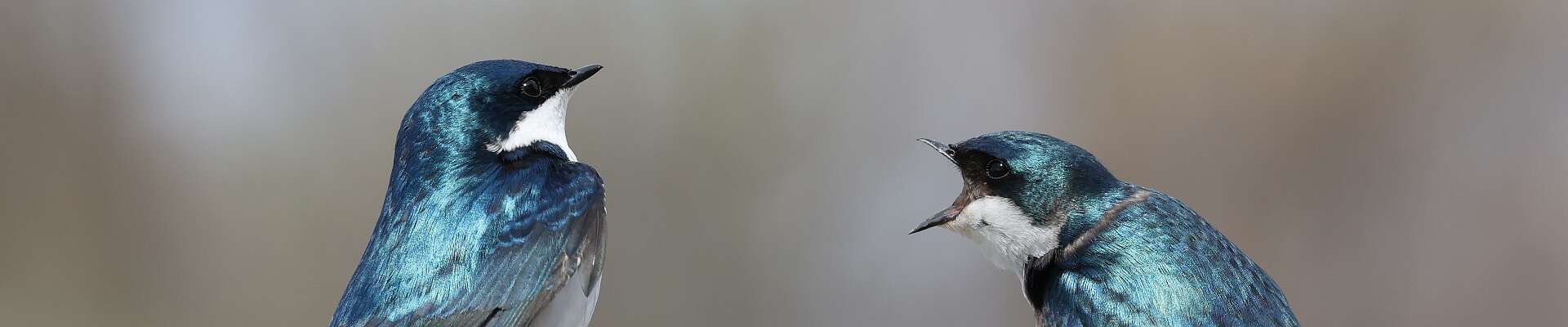 Click to show or hide the buttons