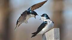 1: Tree Swallow 0C3_0046