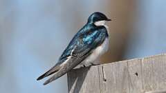 2: Tree Swallow 0C3_0167