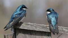 3: tree swallows 0C3_0166