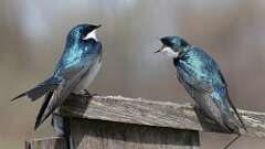 4: tree swallows 0C3_0172
