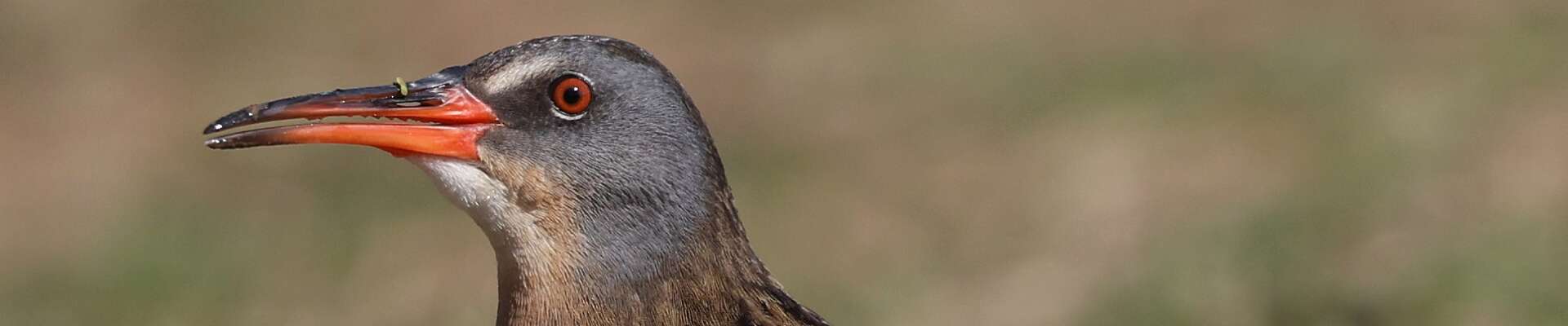 Click to show or hide the buttons