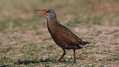 1: Virginia Rail 0C3_0602