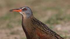 2: Virginia Rail 0C3_0611