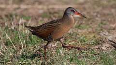 3: Virginia Rail 0C3_0623