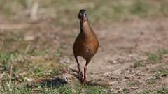 4: Virginia Rail 0C3_0638