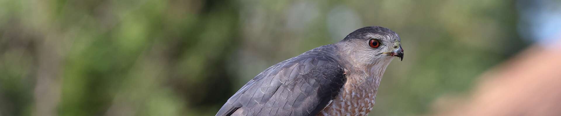 Click to show or hide the buttons