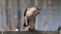 5: Coopers Hawk 0C3_0496