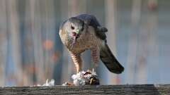 1: Coopers Hawk 0C3_0682