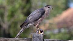 2: Coopers Hawk 0C3_0932