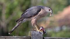 3: Coopers Hawk 0C3_0964