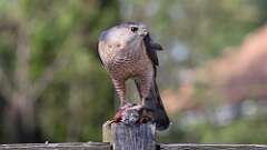 4: Coopers Hawk 0C3_1064