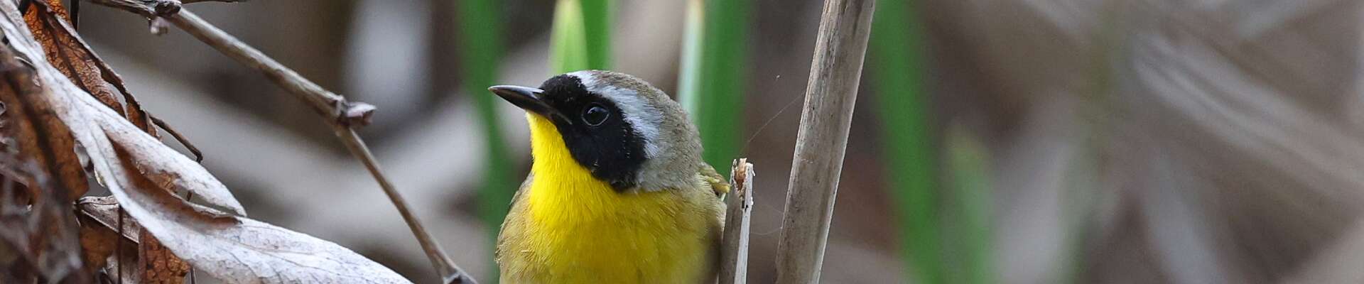 Click to show or hide the buttons