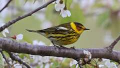 2: Cape May Warbler 0C3_0139