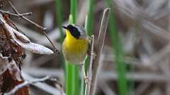 1: Common Yellowthroat 0C3_0070