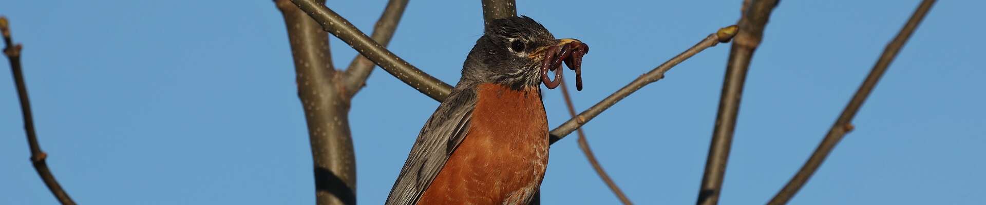 Click to show or hide the buttons