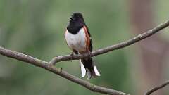 4: Eastern Towhee 0C3_0015