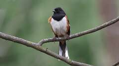 5: Eastern Towhee 0C3_0028