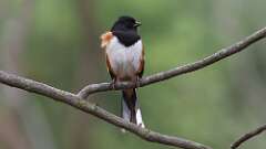 6: Eastern Towhee 0C3_0055