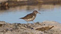 10: Spotted Sandpiper 0C3_0388