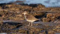 11: Spotted Sandpiper 0C3_0418