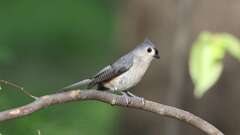 9: Tufted Titmouse 0C3_0085