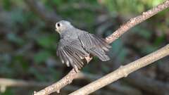7: Tufted Titmouse 0C3_0189