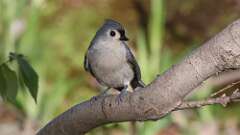 8: Tufted Titmouse 0C3_0223