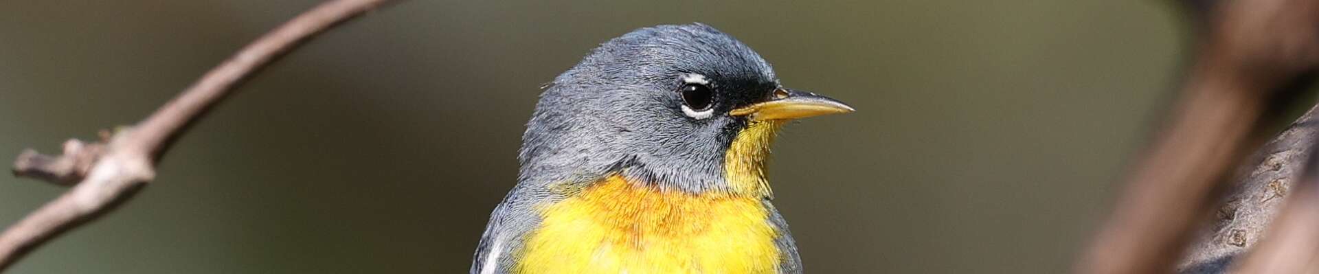 Click to show or hide the buttons