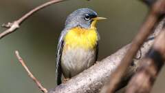 1: Northern Parula 0C3_0723
