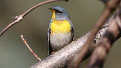 2: Northern Parula 0C3_0735