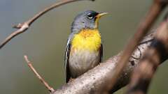 3: Northern Parula 0C3_0750