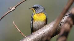 4: Northern Parula 0C3_0762