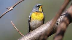 5: Northern Parula 0C3_0768