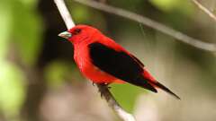 6: Scarlet Tanager 0C3_0174