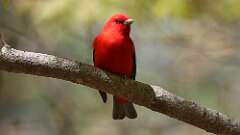 7: Scarlet Tanager 0C3_0255