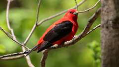 8: Scarlet Tanager 0C3_0312