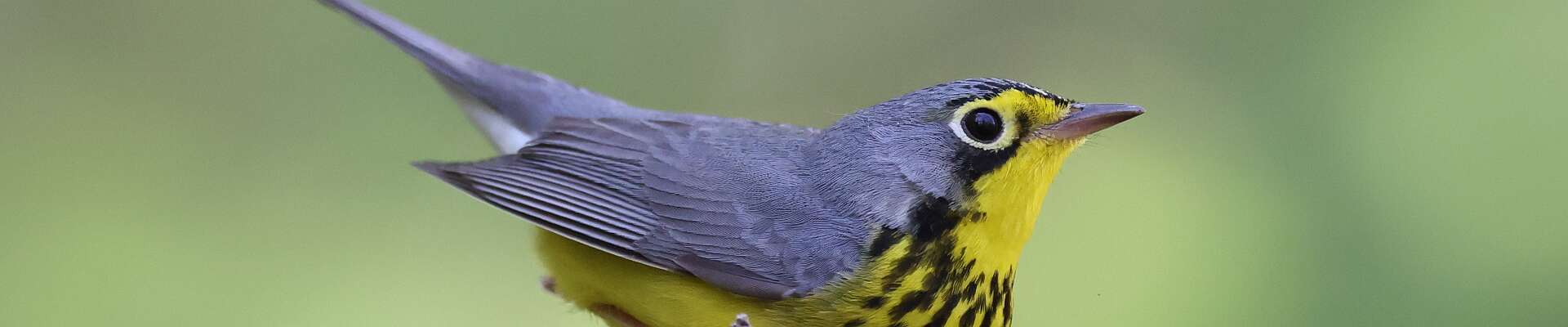 Click to show or hide the buttons