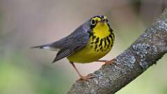 6: Canada Warbler 0C3_0249