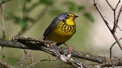 1: Canada Warbler 0C3_0272