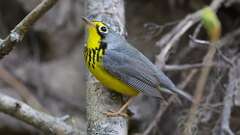 2: Canada Warbler 0C3_0319