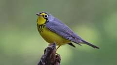 5: Canada Warbler 0C3_0355